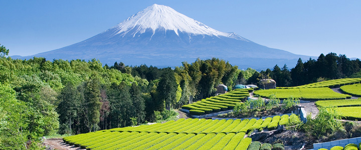 Im Vordergrund erstrecken sich grüne Teefelder, dahinter erhebt sich der schneebedeckte Fuji. Die Landschaft zeigt Japans harmonische Naturkulisse.