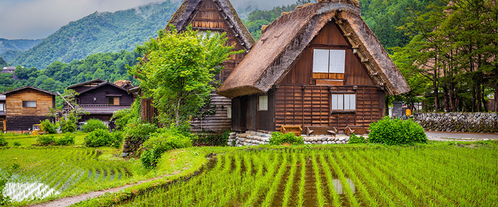 Das historische Dorf Shirakawa-go zeigt traditionelle Häuser mit steilen Strohdächern. Umgeben von grüner Natur vermittelt die Landschaft eine ruhige, ländliche Atmosphäre.